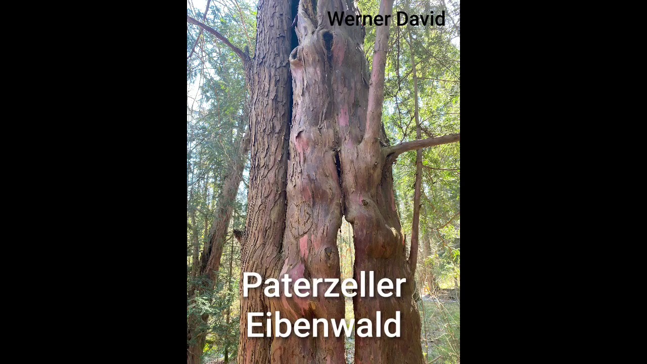 Wanderung im Paterzeller Eibenwald