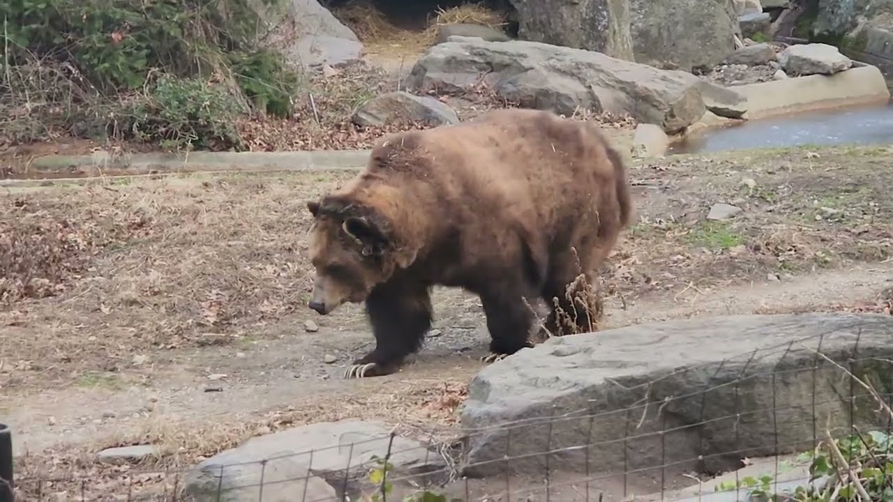 This bear walks all the way just so he can enjoy a rock pillow