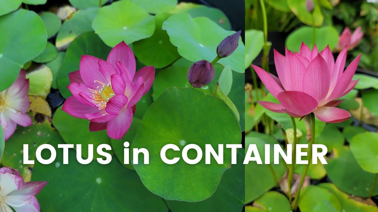 How to Grow Mini Lotus in Container Successfully