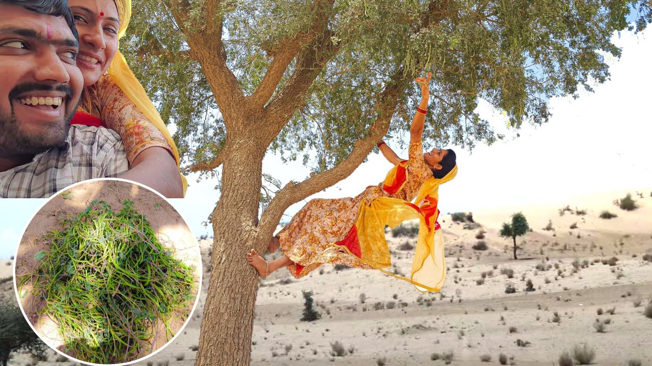 [558] Isko Ped Par Chadna Nahi aata ||  कैसे चढ़ाया ऊपर ??  || Sangri Khejri Rajasthani Village Women
