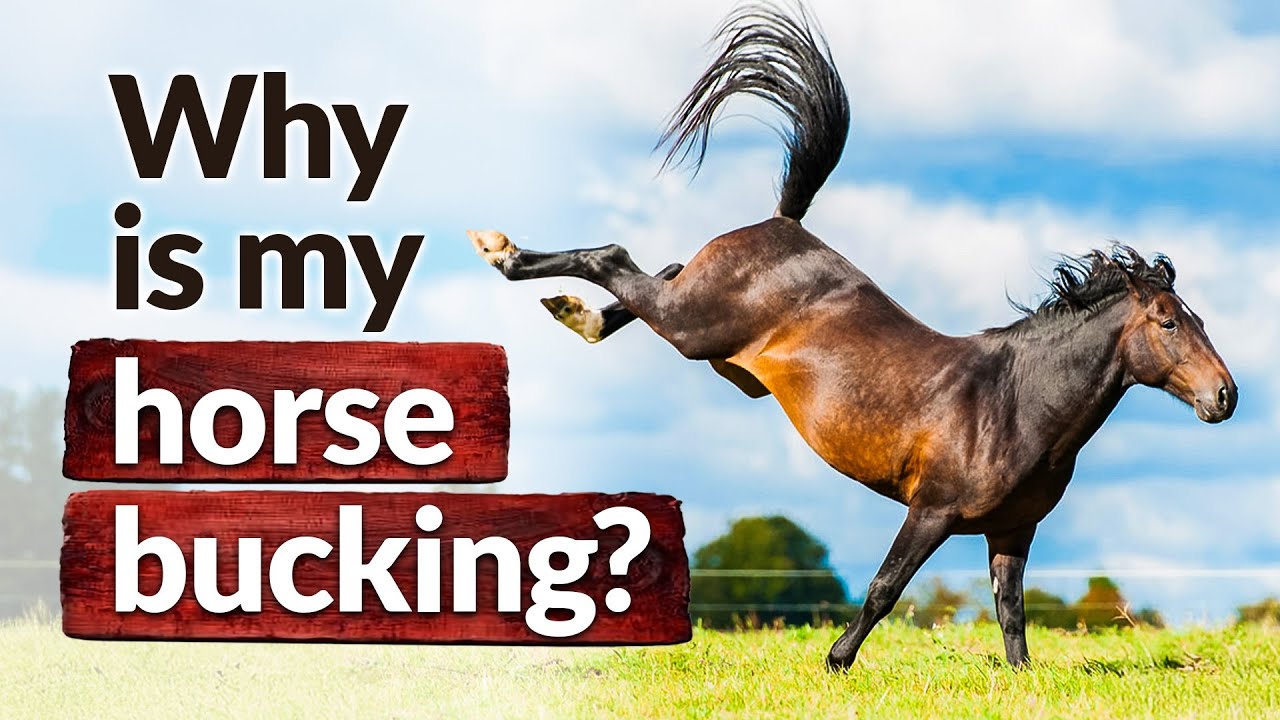 Why Is My Horse Bucking?  (Part 2) - Ulcers