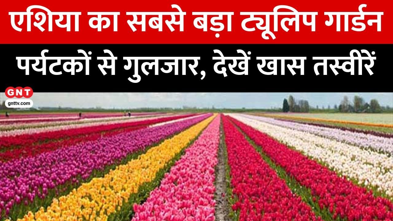 Jammu-Kashmir में पर्यटन सीज़न की हुई शुरुआत... Tulip Garden में पहुंचे 2,00,000 सैलानी