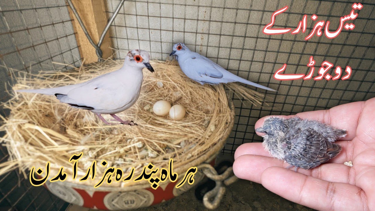 Diamond pied Dove Business plan | ہر ماہ🤔 بجلی کے بلوں کی طرح دو بچے آئیں گے اور 😊شرطیہ آمدن دے گا