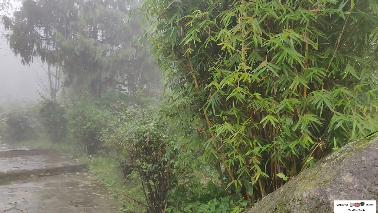 Gangtok Sikkim | Plant Conservatory           #sikkim #PlantConservatory #gangtok #westbengal #india