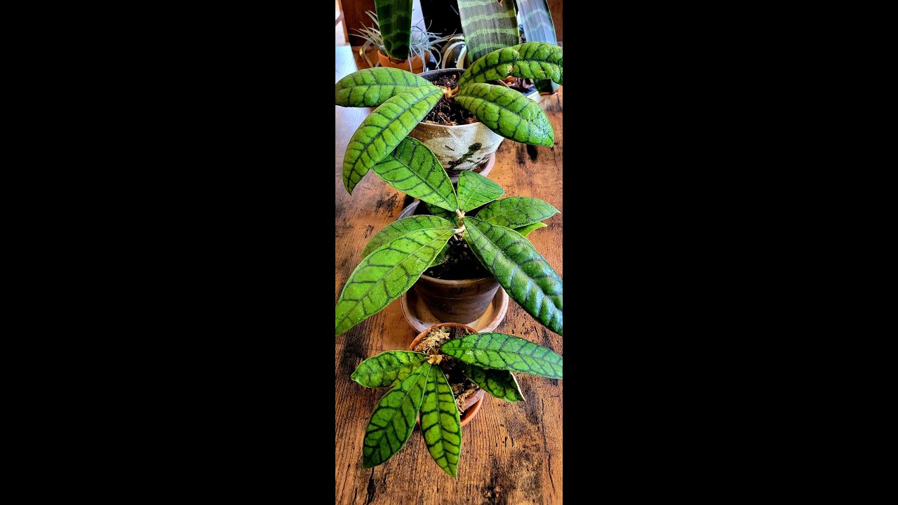 Hoya Callistophylla I Care + Propagation Tips