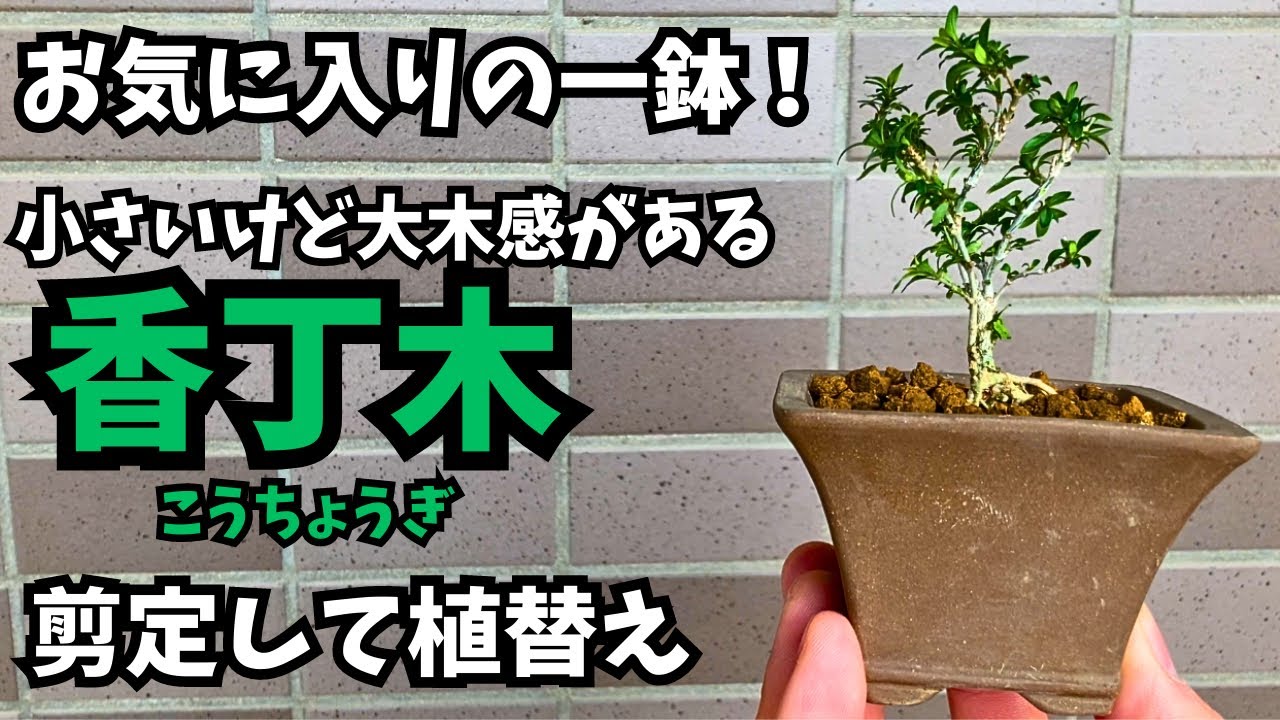 【香丁木】お気に入り！小さいけど大木感のある樹に変身【剪定】【植え替え】