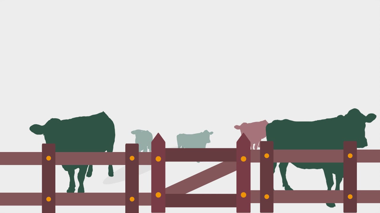 What happens if my Herd has a Bovine TB Breakdown