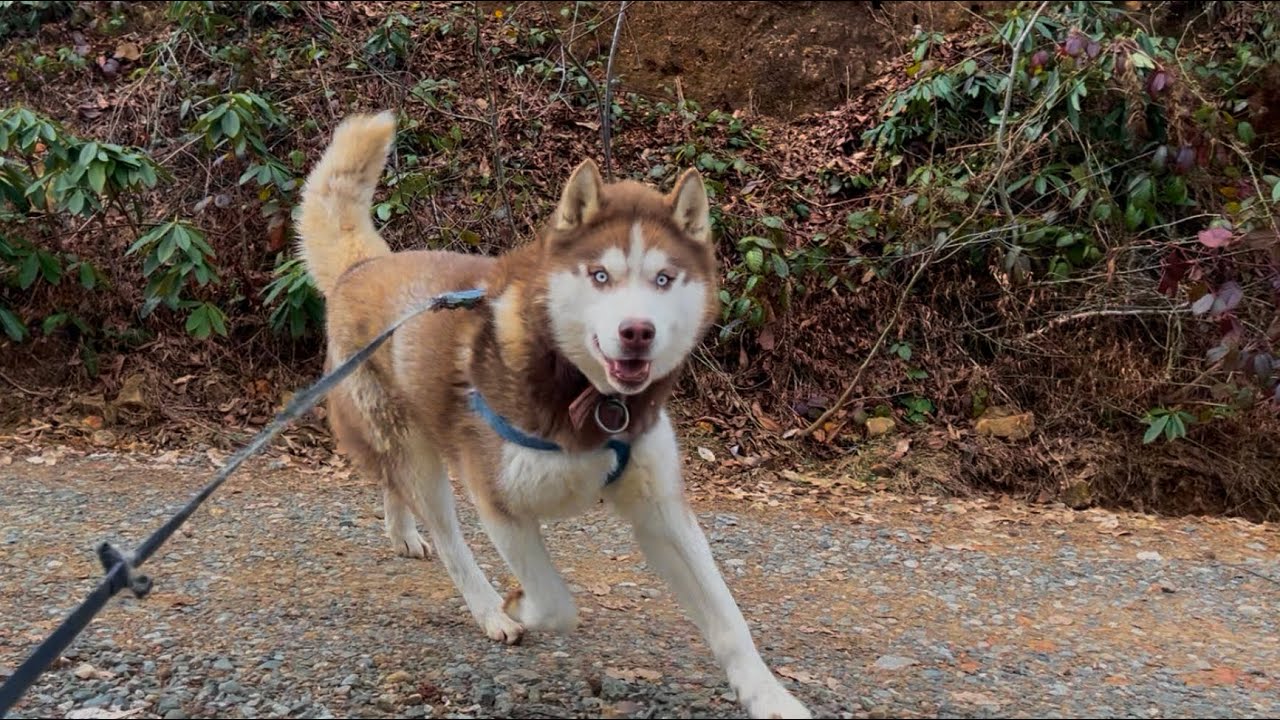 Pablo ile Yürüyüşe Çıktım | A Peaceful Forest Walk with Pablo | 19 Minutes of Zen