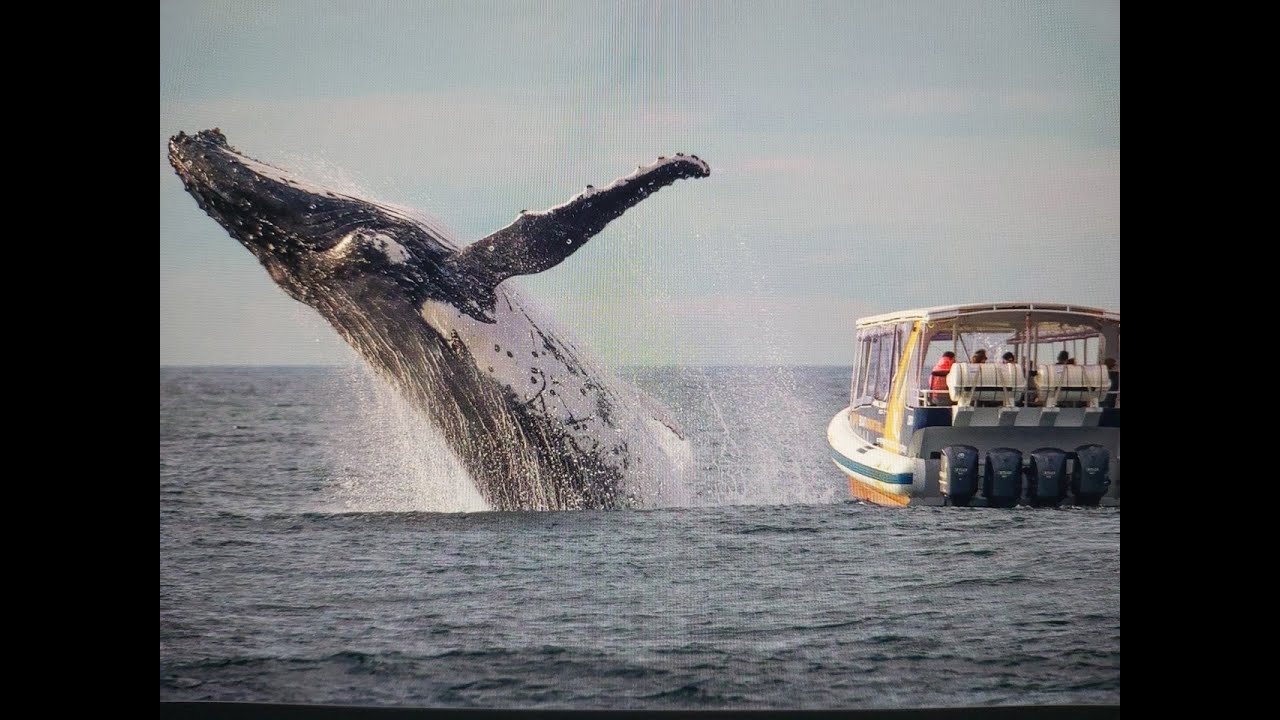 BALLENAS SALTANDO 🐋🐳🌊