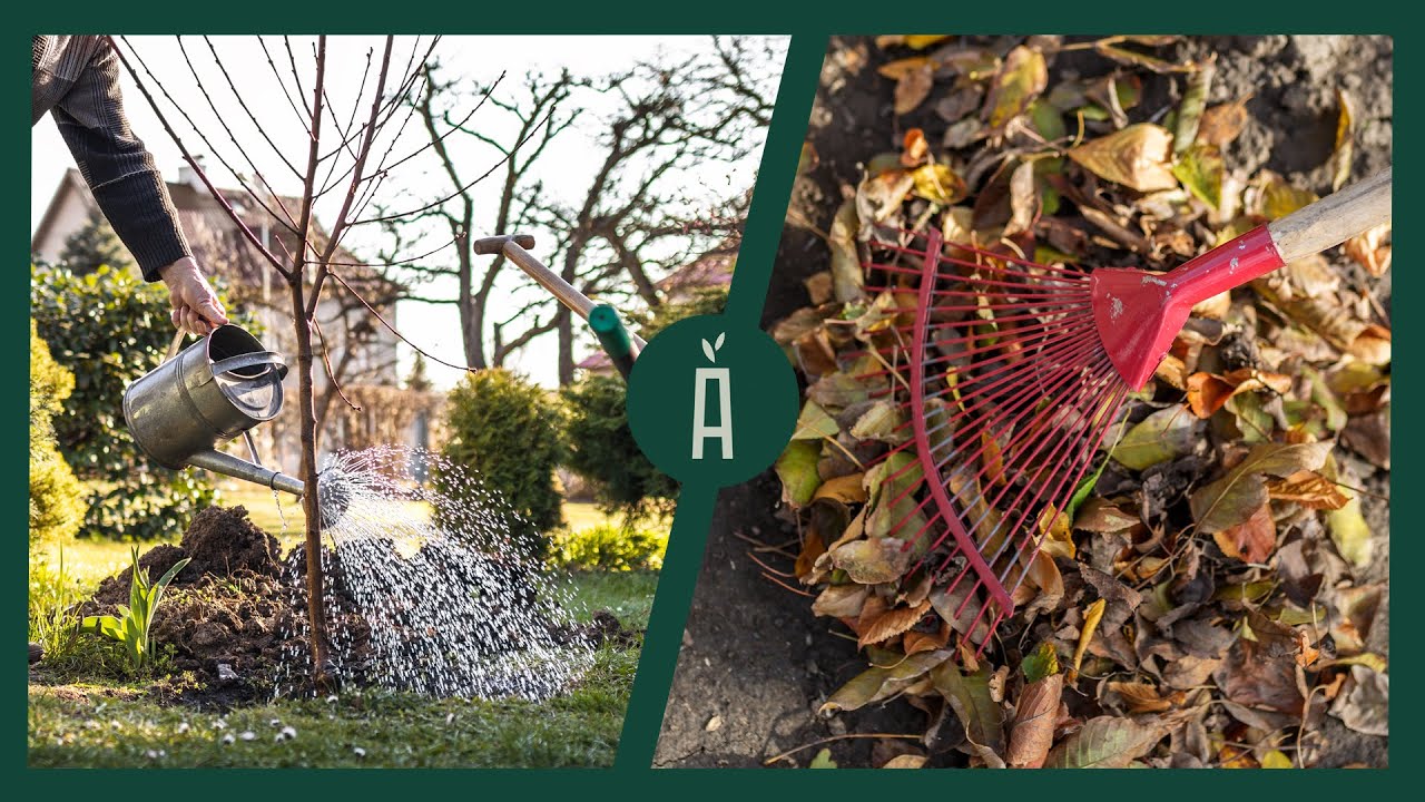 Zo maak je de tuin winterklaar: compost, fruitbomen en wintergroene planten 🍂❄️ I Angelo Dorny