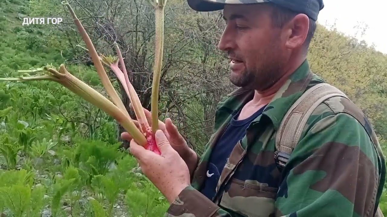 ЧУКРИ(КИСЛЯЧКА,РЕВЕН)БЕҲТАРИН ТАБИАТ, ТОҶИКИСТОН