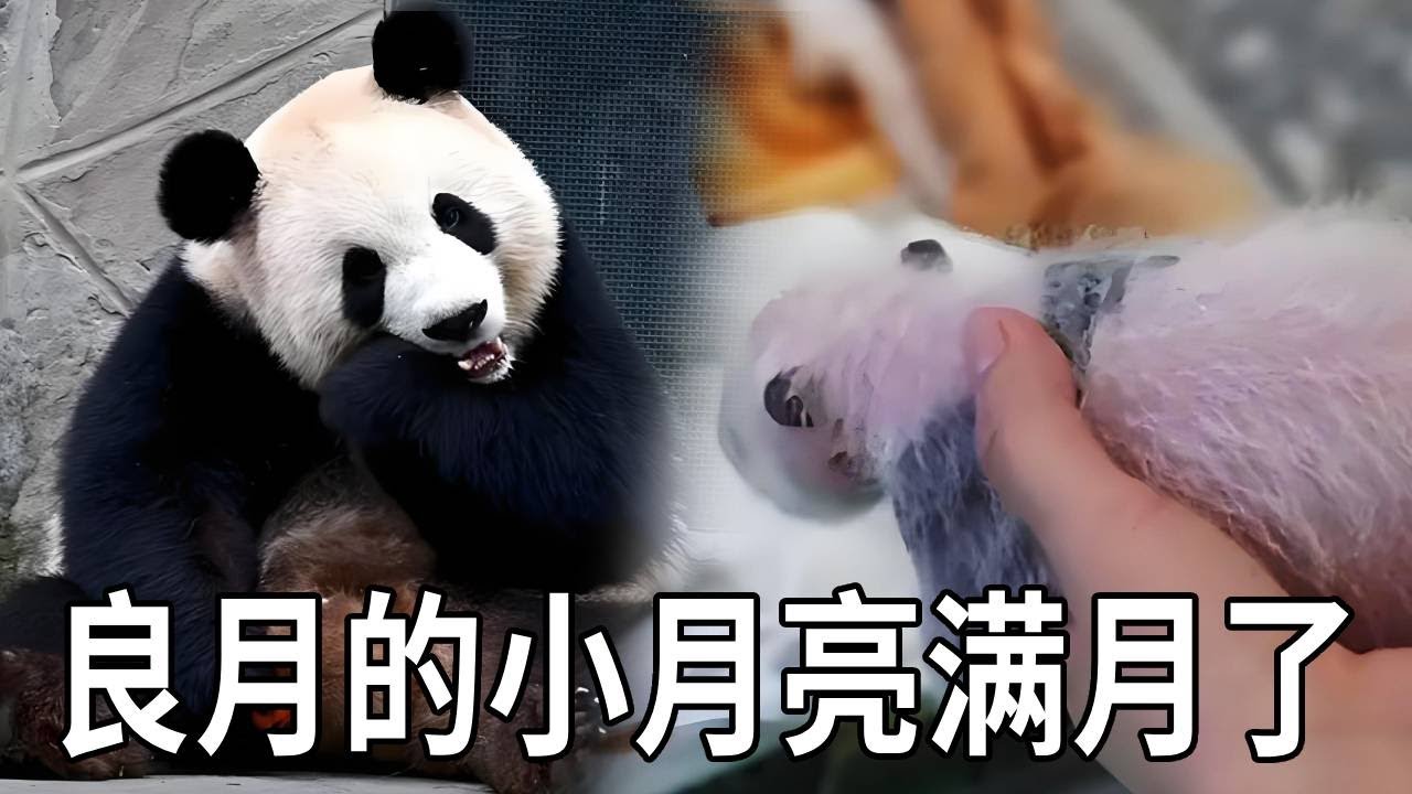 美少女壮士良月的小月亮满月了！居然和灵岩小时候长的像，小月亮的嫌疑爹到底是谁【你好大熊猫】