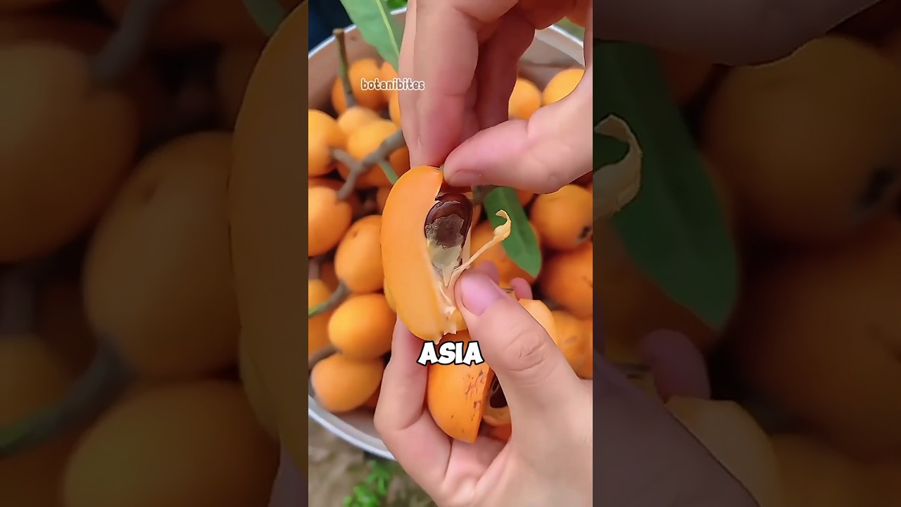 Loquat: The Sweet Fruit Most Americans Don&rsquo;t Know