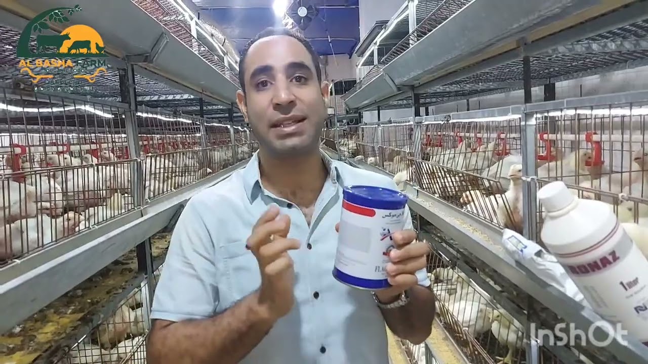 زيادة وزن الفراخ البيضاء من بداية عمر ٢٠ مع تحصينة الجمبورو#foryou#اكسبلور