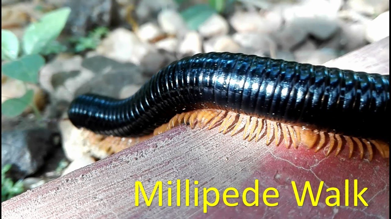 How millipedes move