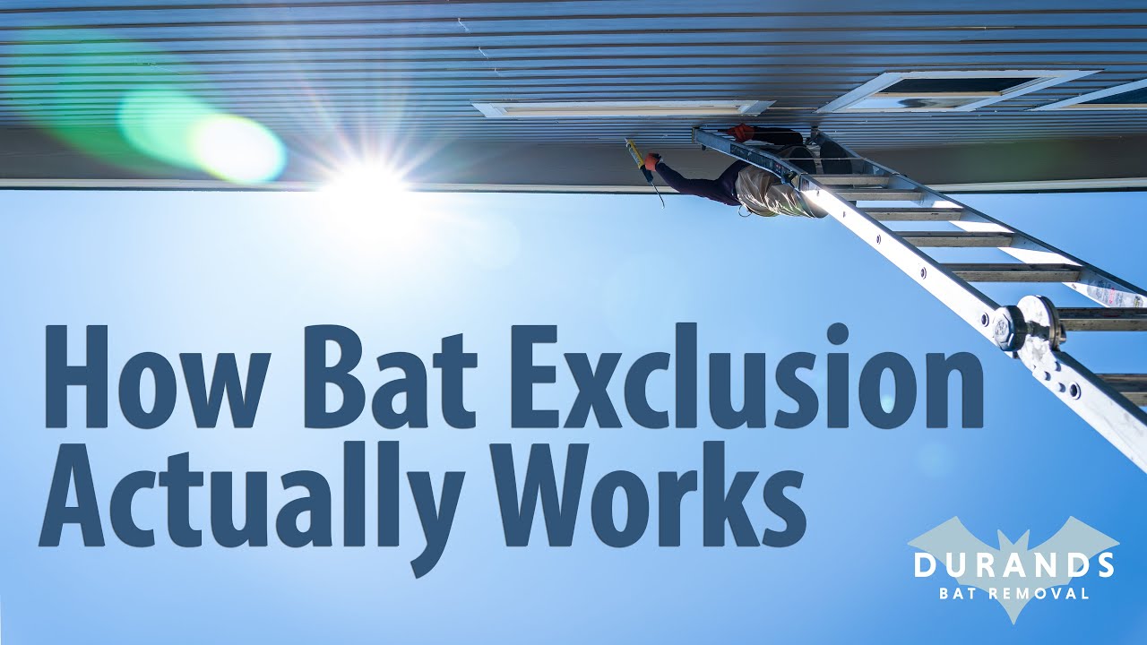 How to Remove Bats | Bat Exclusion Explained