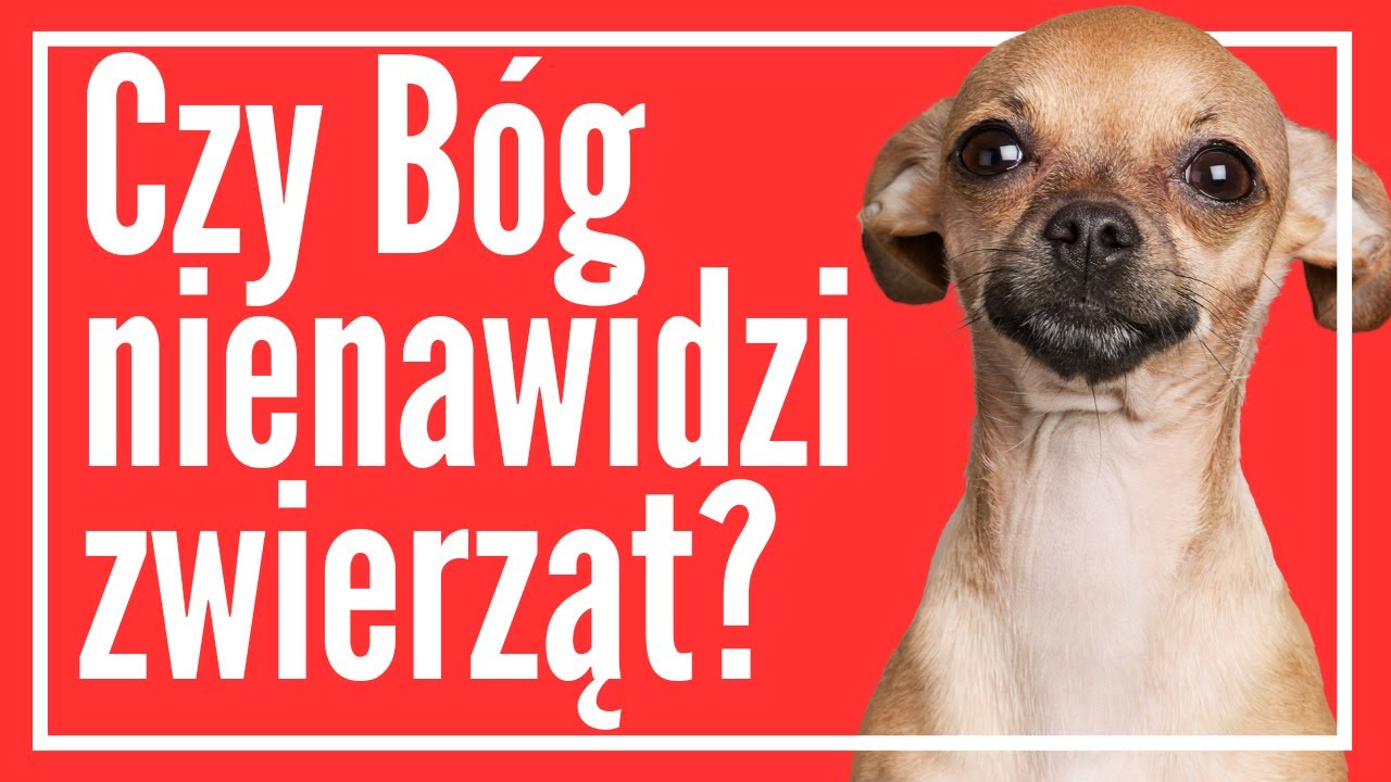 Dlaczego zwierzęta cierpią? │ Pytania Ateisty