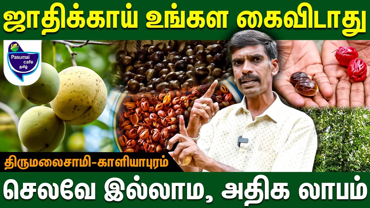 இதைப்பண்ணா நீங்களும் ஜாதிக்காய் விவசாயிதான் | Pollachi Jathikkai | Thirumalaisami #jathikkai