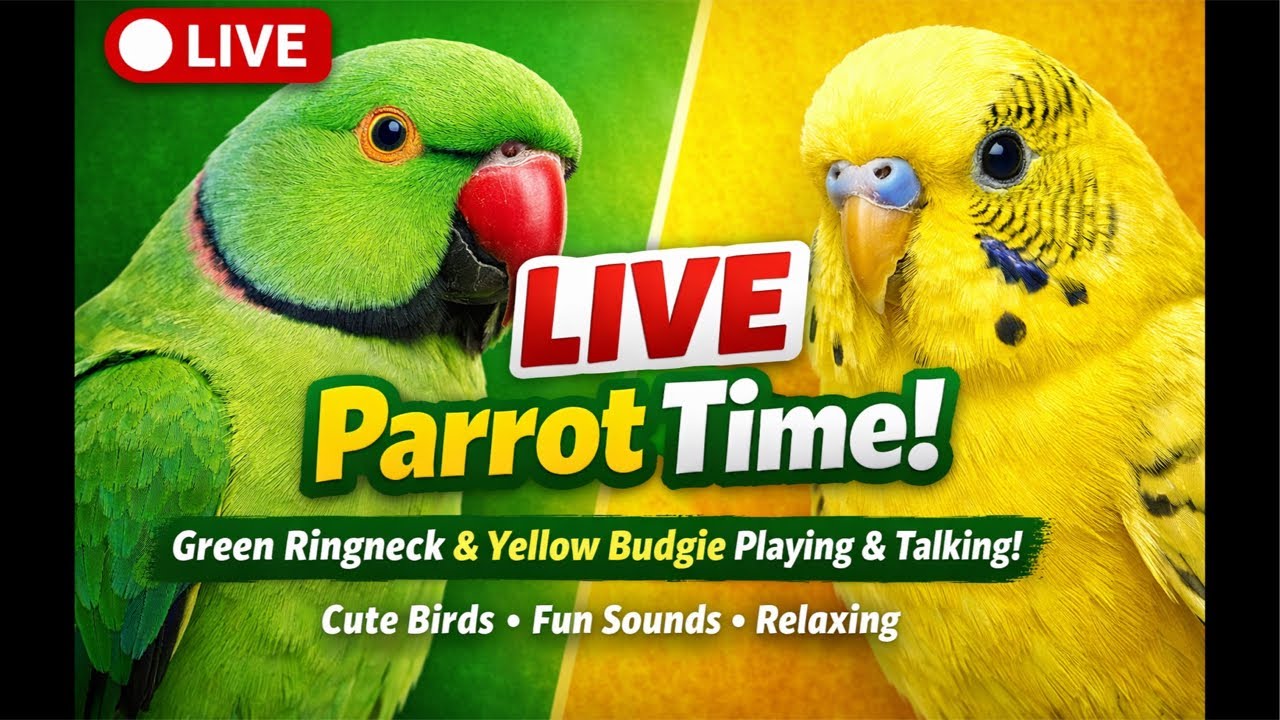 beautiful Green Ringneck Parrot and adorable Yellow Budgie#shorts