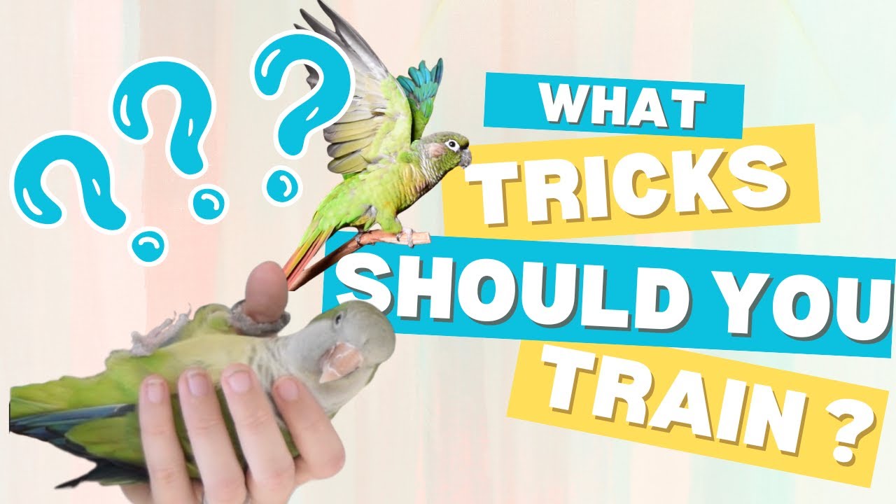 What Order Should You Train in? | Topics