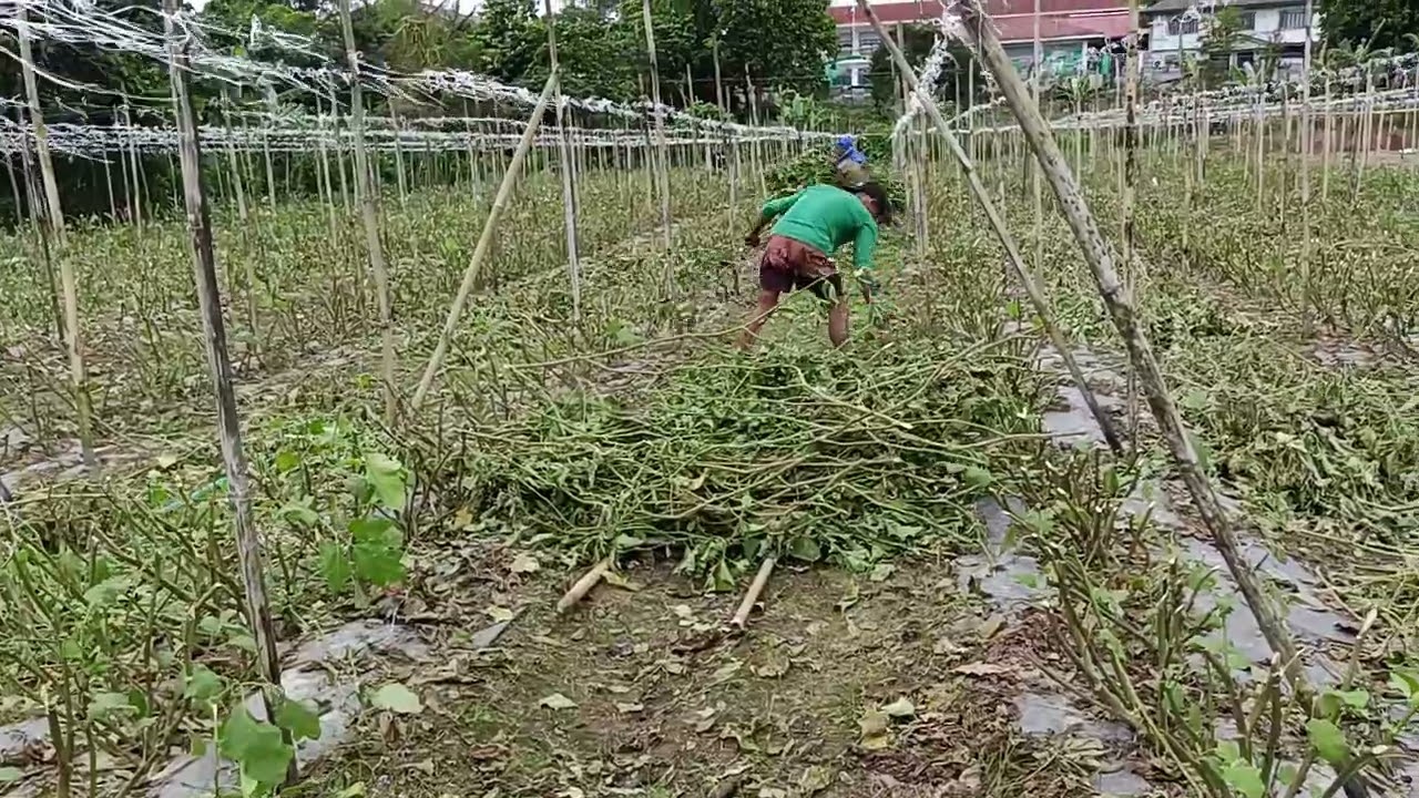 Pagka tapos na E Raton ang mga talong 🥰 ganito dapat 👍 kailangan walang Iwan na mga sanga at bunga 👍