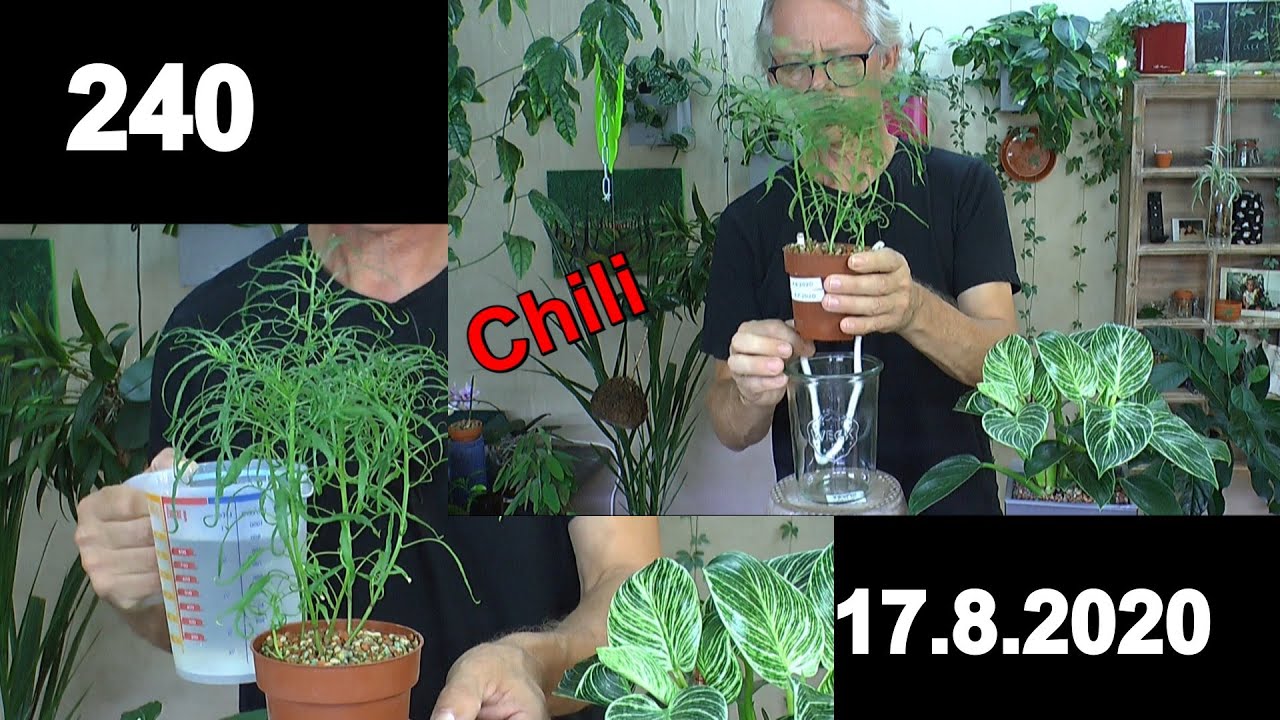 Chili Spezial im Zimmer Mutant und Miniatur in der Pflege auch mit Selbstbewässerung und düngen