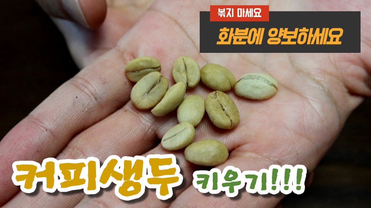 커피 생두를 심었어요. 커피나무 키우기. 집에서 커피 키우기. 커피 파종하는 법!!