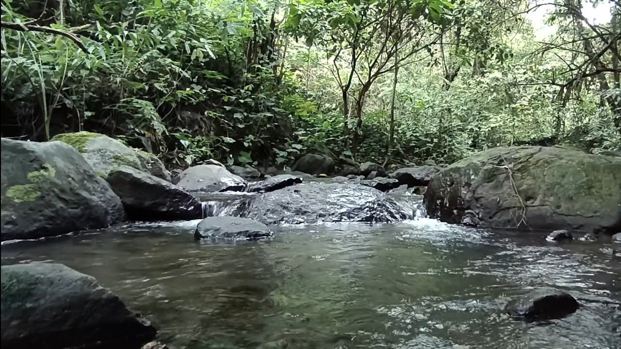 Нежные звуки тропической реки 🌿 Улучшите концентрацию, ясно мыслите (без музыки)