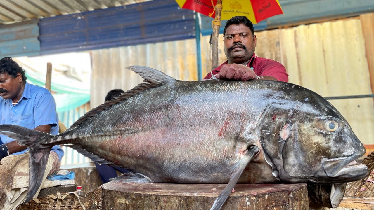 KASIMEDU VERY BIG 50KG TREVALLY FISH CUTTING 💥 IN KASIMEDU FISH CUTTING 💥