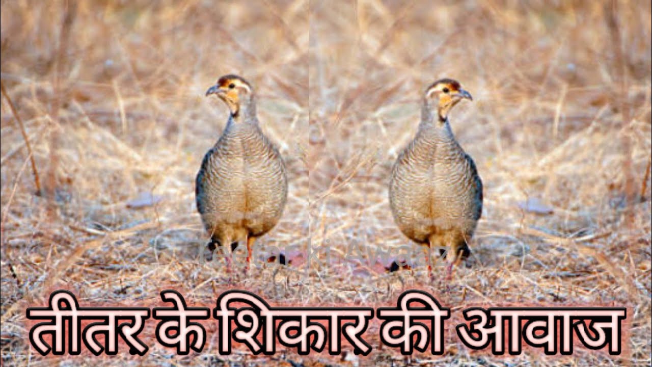 तीतर के शिकार की आवाज  December 27, 2025