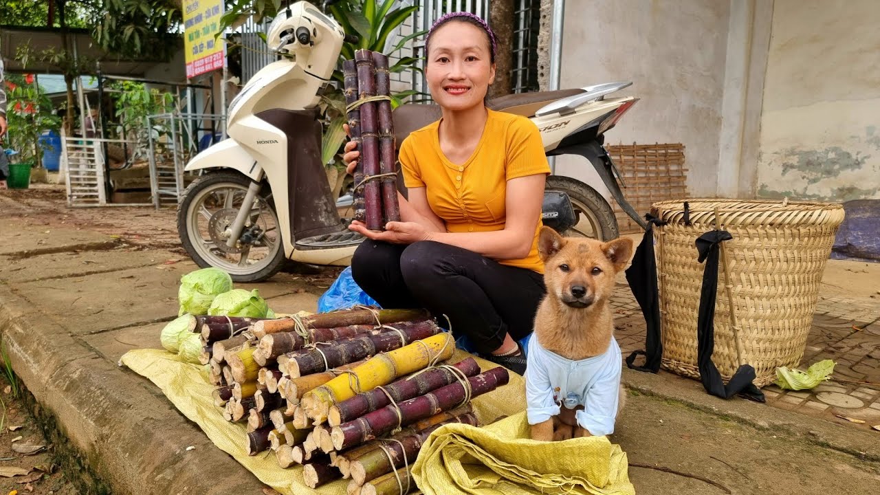 Harvesting Sugarcane Garden & Cabbage goes to the market sell | Ly Thi Tam