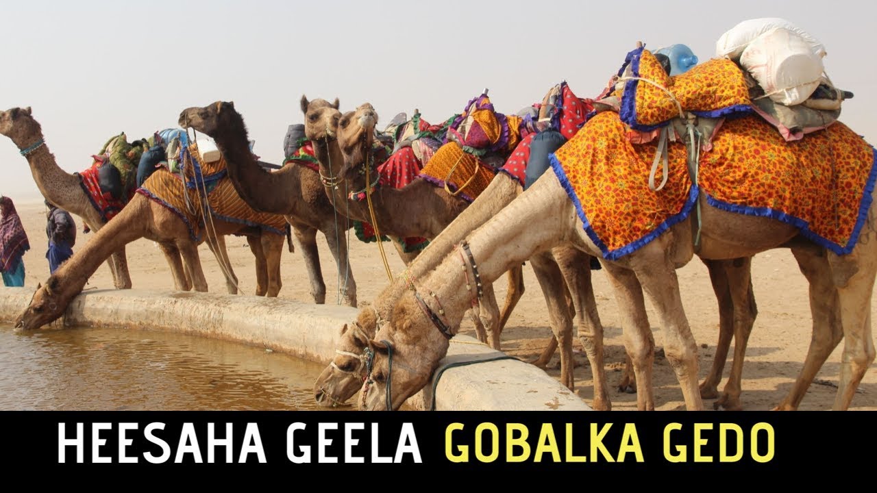 HEESAHA LOO QAADO GEELA GOBALKA GEDO MARKA LA WARAABINAYO