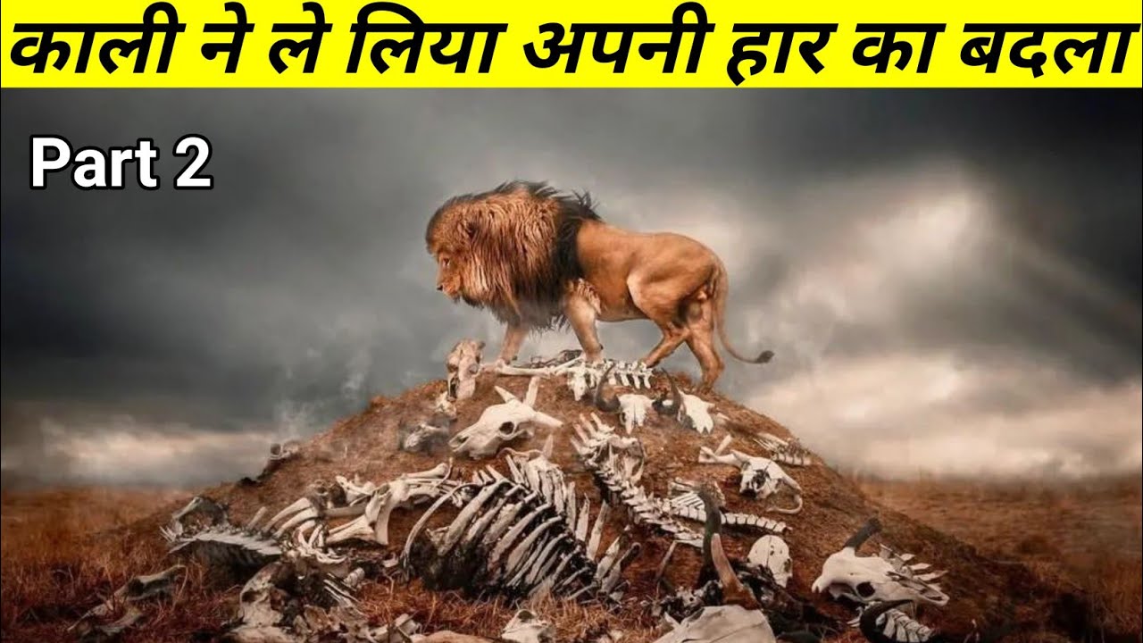 आख़िरकार काली ने अपनी हार का बदला ले हि लिया || The True Story Of Kaali Lion ||
