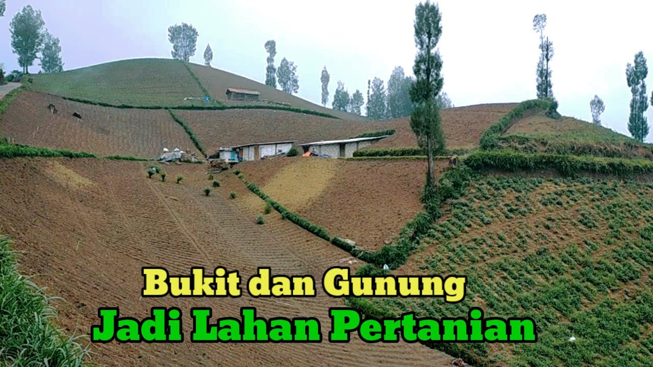 Suasana Pertanian di Lereng Gunung Bromo Semeru