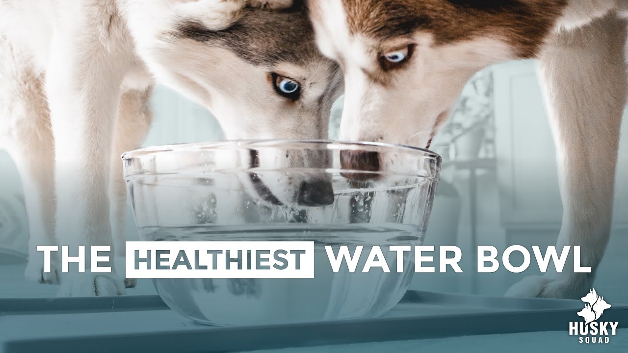 The BEST Water Bowl For Dogs and WHY | DOGGO LIFE  🐾