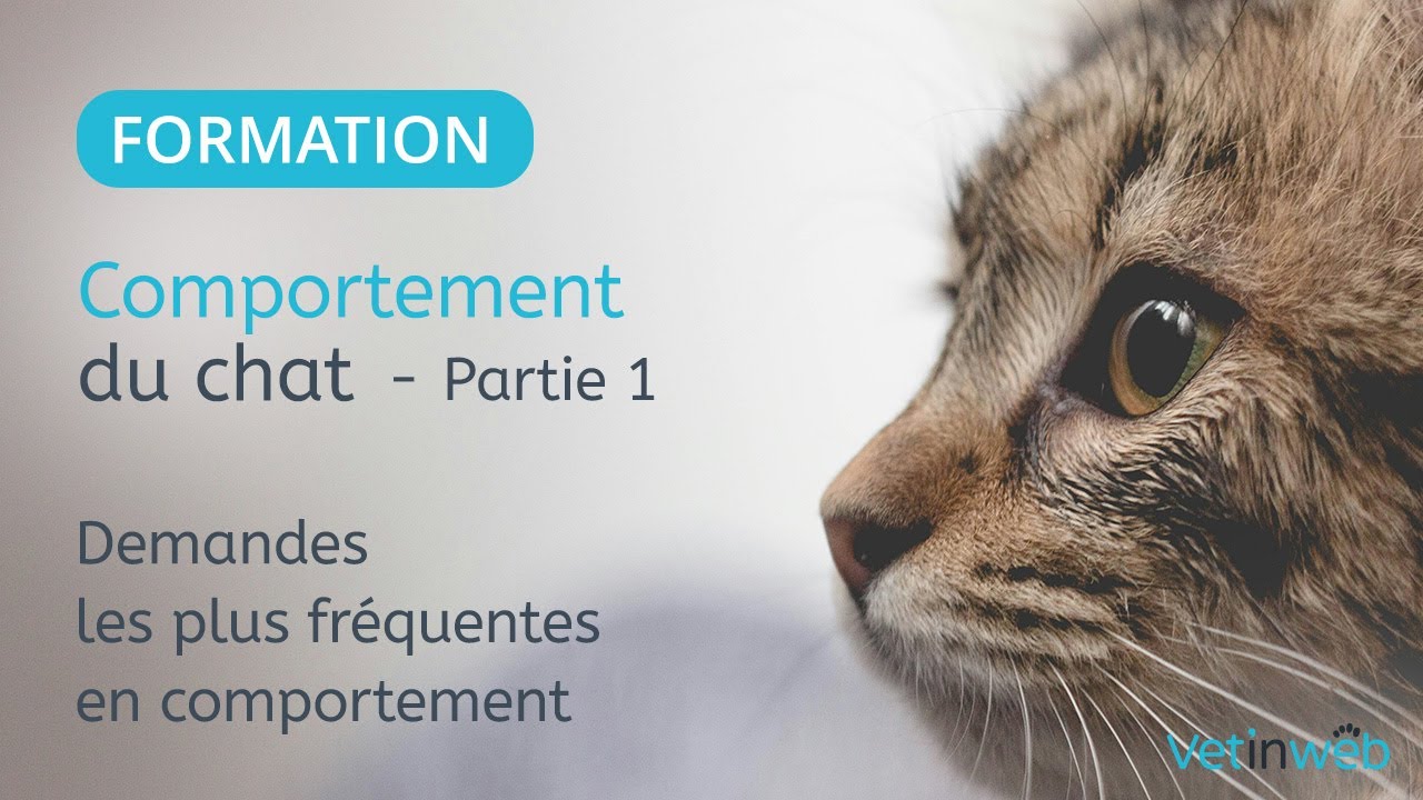 Comportement du chat - Demandes les plus fréquentes en comportement