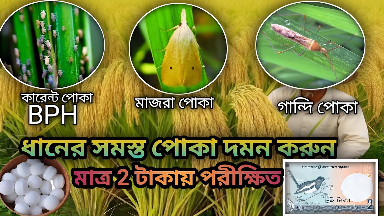 মাত্র 2 টাকাই ধ্বংস BPH(কারেন্ট পোকা),মাজরা পোকা,ফুতি পোকা,গান্দি পোকা,ধানের পাতা মোড়ানো পোকার বংশ