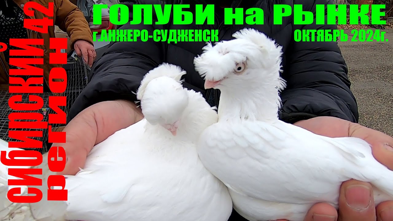 ГОЛУБИ.ЦЕНЫ.октябрь 2024г-Анжеро-Судженск