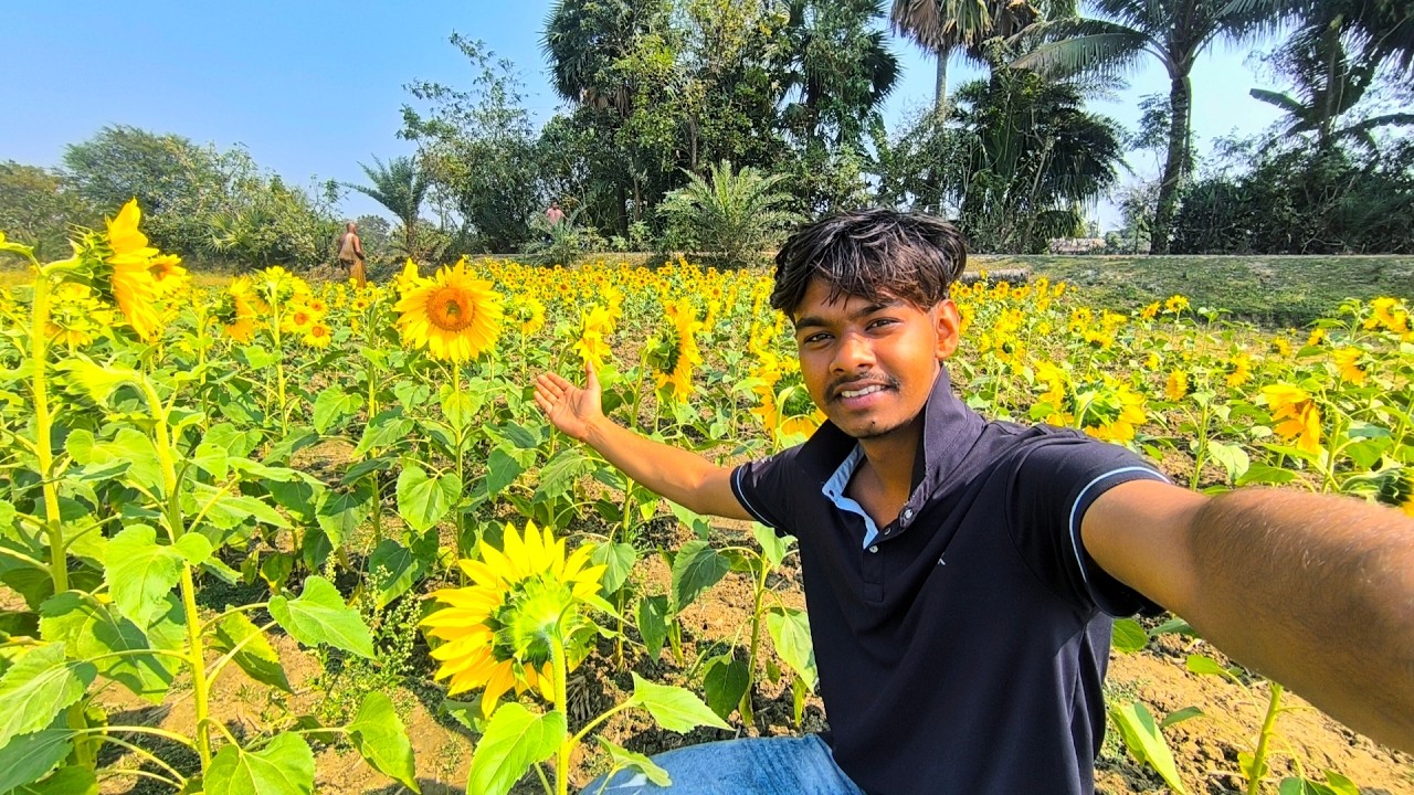 সূর্যমুখী ফুলের বাগানে চলে আসলাম 🌻অবিশ্বাস্য সুন্দর ! | Himel Mondal Official