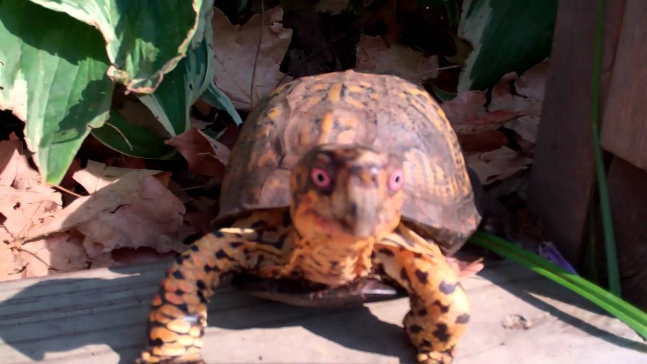 Sparky- box turtle care-outside enclosure with high rise house