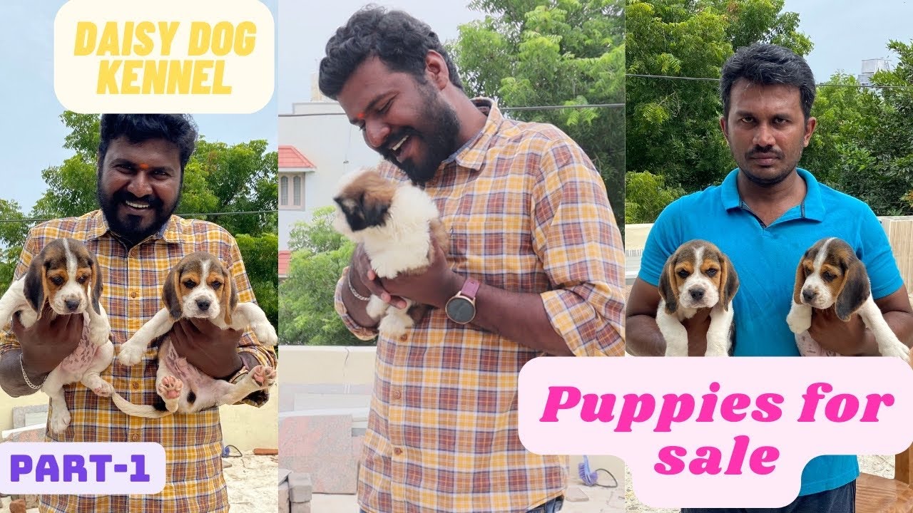 Best Dog Kennel in Chennai-Part- 1| Daisy Kennel | All Kinds of Puppies available | தமிழ்