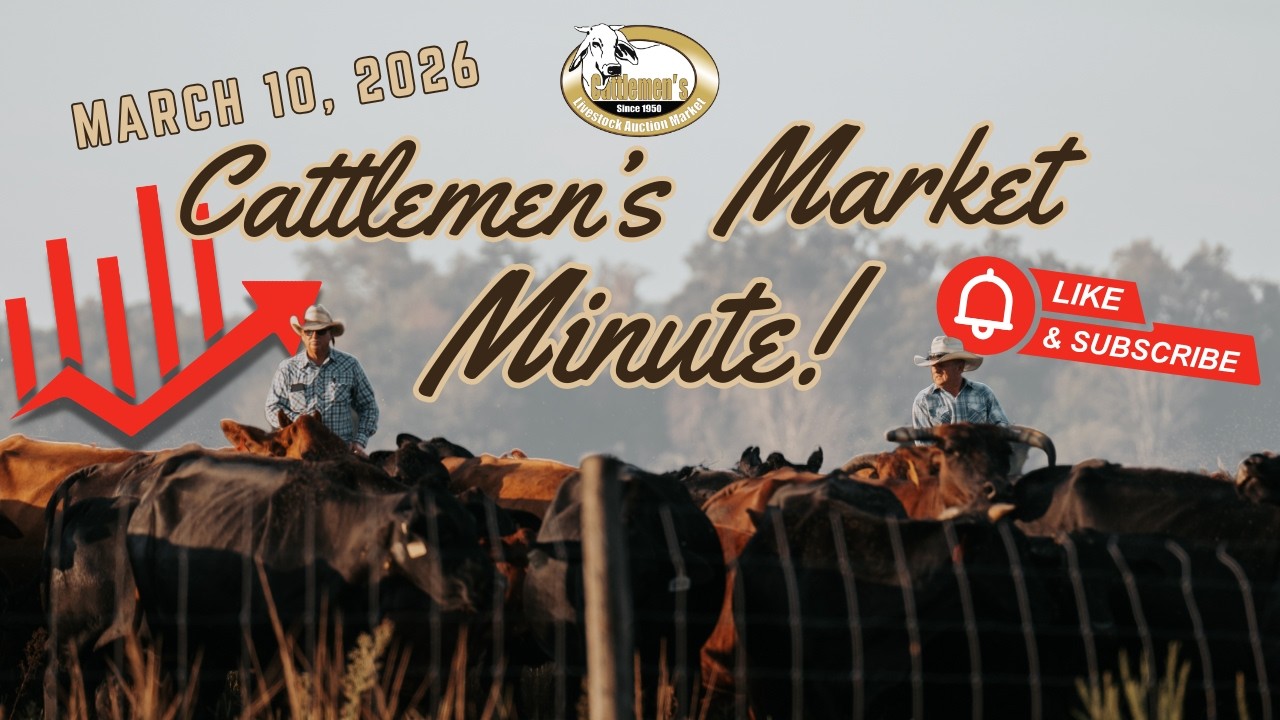 Cattlemen's Market Minute 3/10/26