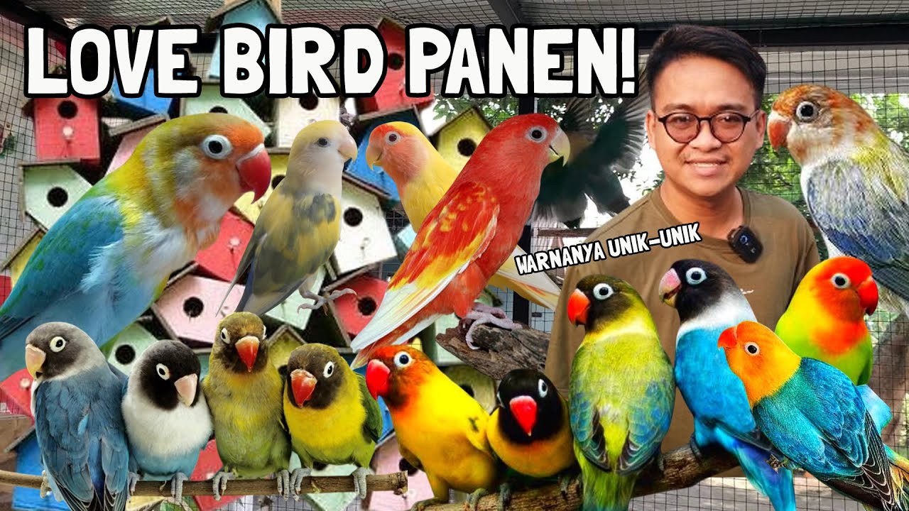 SEKIAN LAMA AKHIRNYA PANEN ANAKAN LOVE BIRD WARNA SUPER UNIK | SIAPA YANG MAU ⁉️