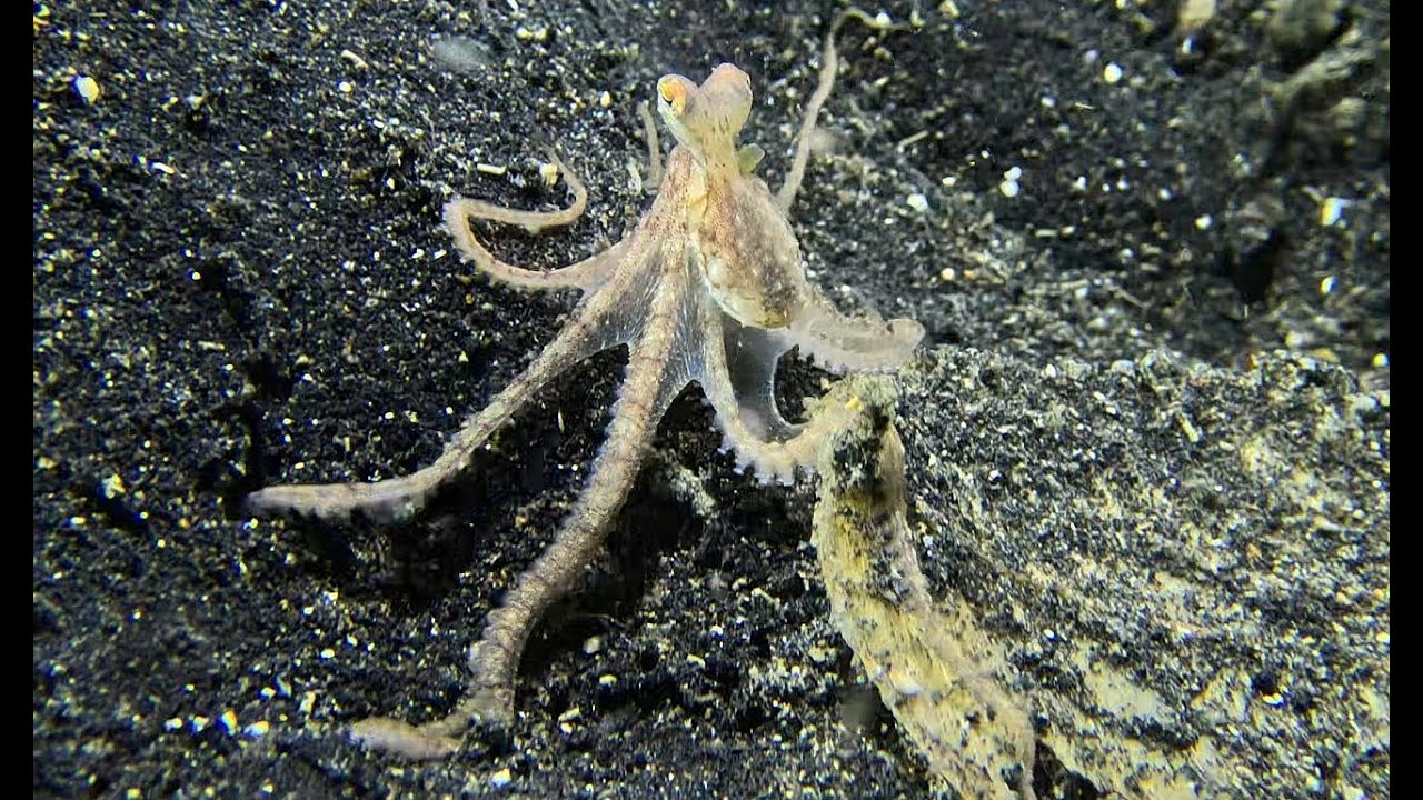 Muck Diving in Lembeh, Indonesia, 2025 in 4K (Vol. 1)