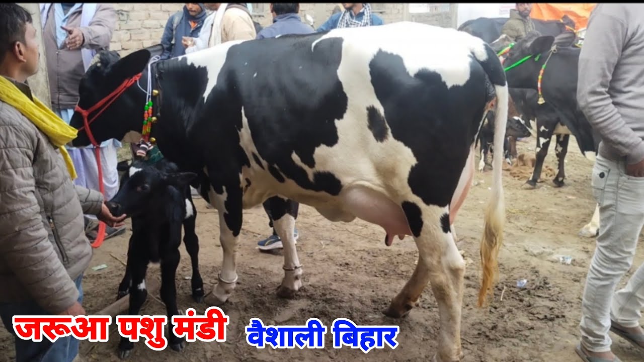 झारखंड से गाय खरीद करने आए हमारे सब्सक्राइबर भाई ने जरूआ पशु मंडी वैशाली बिहार में, #cow #gay #cows 