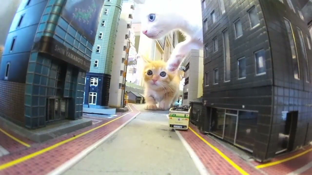 “Magical Nights with Cats Begin Tomorrow at Diorama Shokudo”