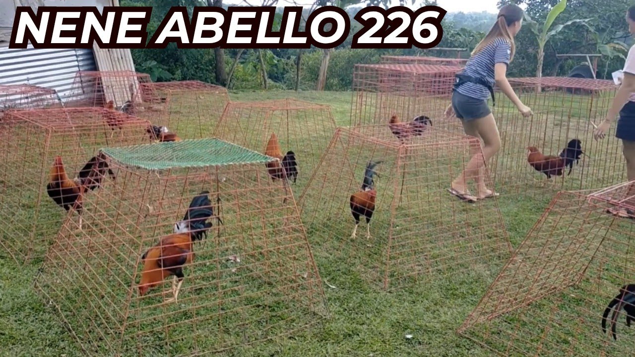 Nene Abello 226 Possum Sweater Yellow Legged Hatch - Double-R Farm Rodel Pangandian