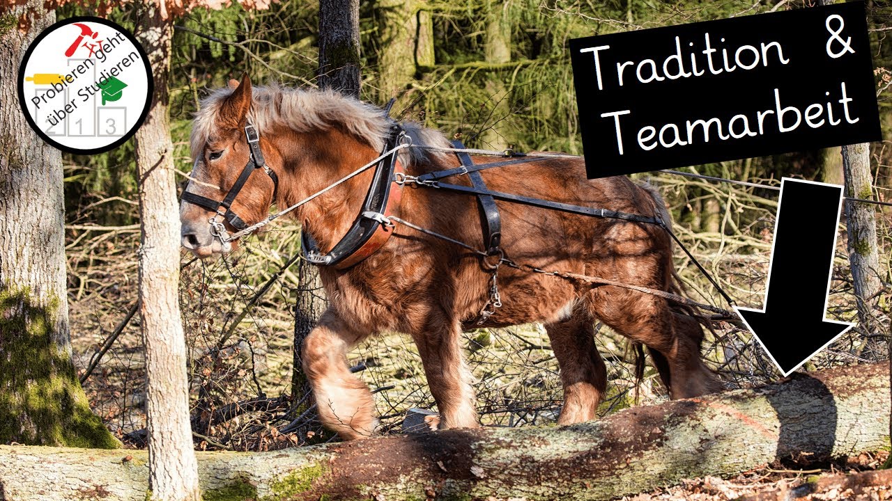So arbeitet ein RÜCKEPFERD 😲😍🪵🐴💪🌳