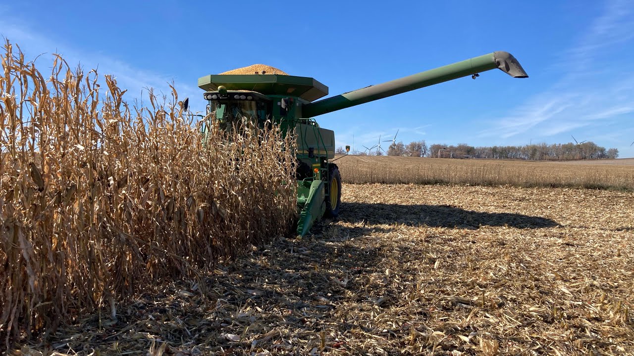 Start of Corn Harvest 2023