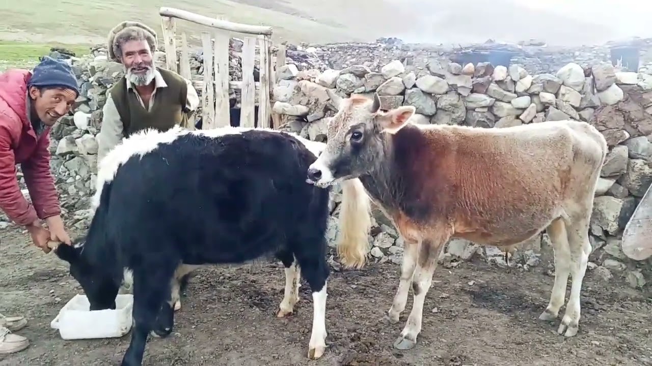 Bulls Crossing with young cow  ||Yak vs cow||
